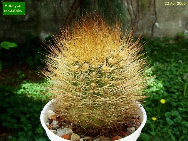 Eriosyce _sociabilis_ 01